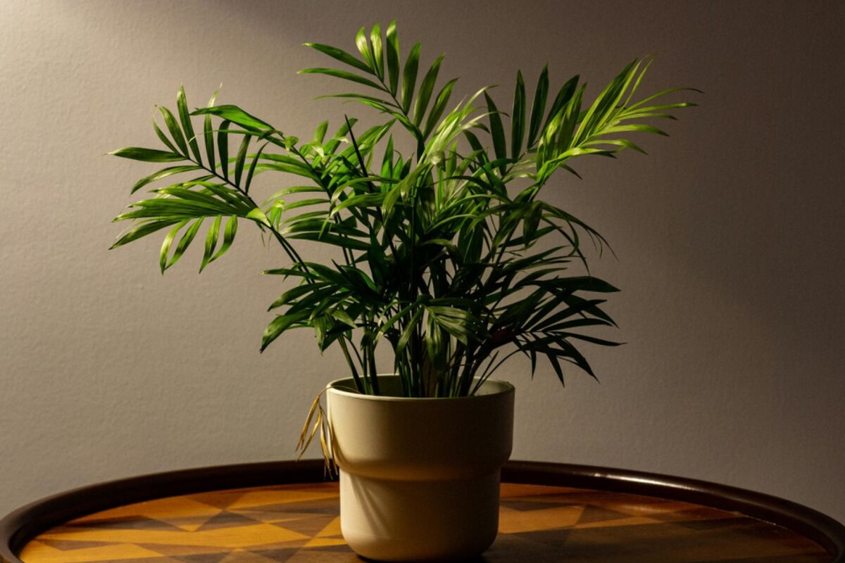 215a37a38aed7b2b1d2c93500f8568a9_2026-02-06-073716_reys_2026-02-06-073816_tpdc_2026-02-06-073845_bqnl