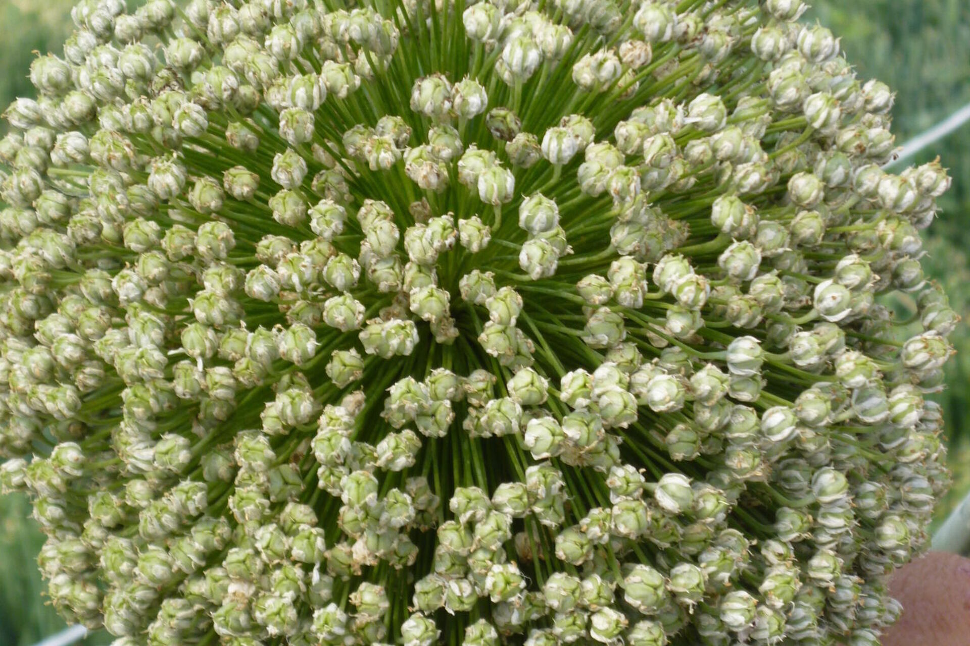 Afbeelding 288