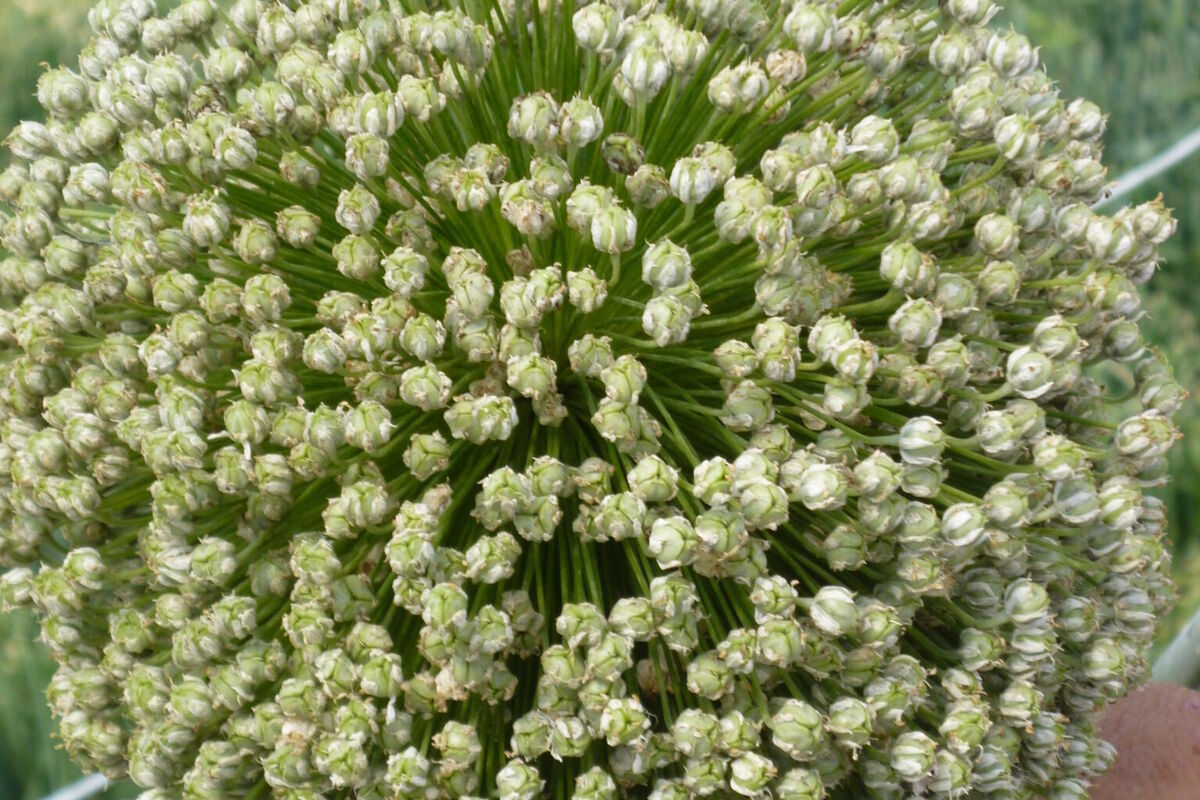 Afbeelding 288