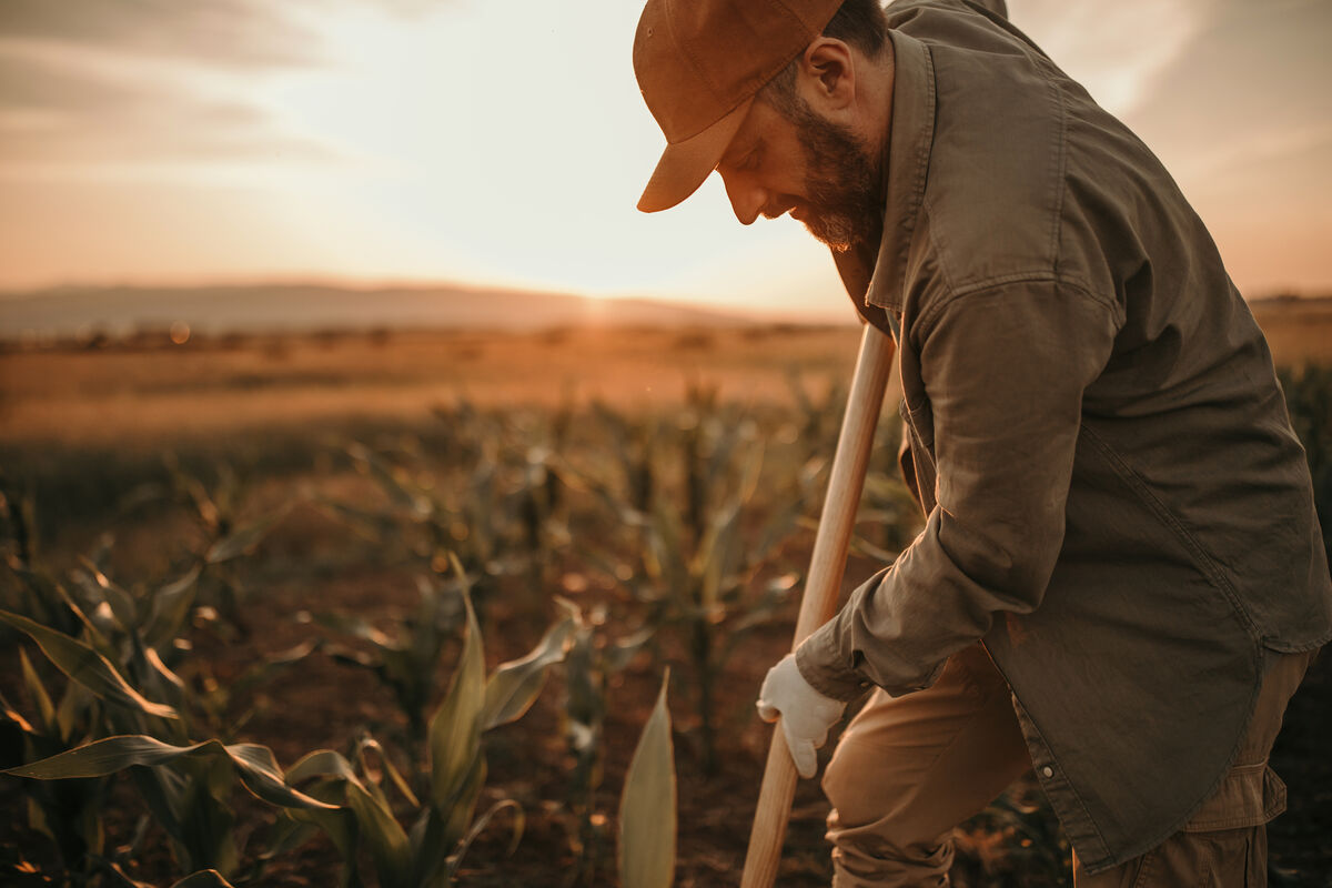 Sectorbeeld landbouw1