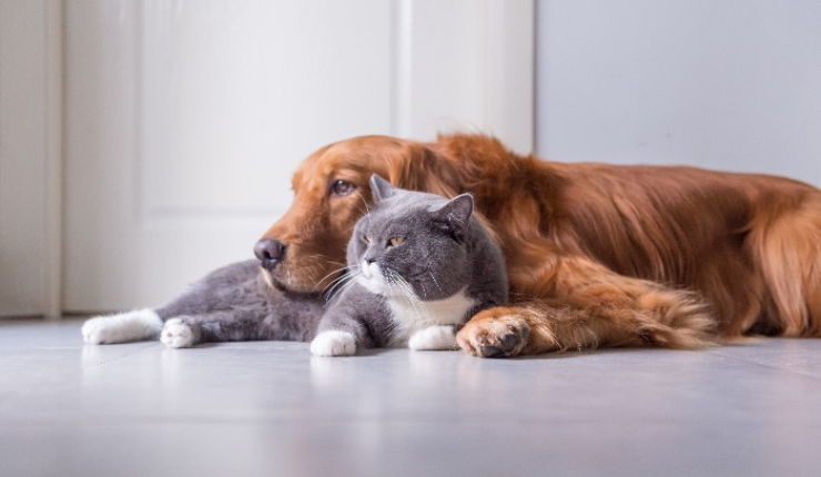 UNIEKE KANS - Zeer gekende moderne Honden en Kattenspeciaalzaak - Bree  (met webshop)